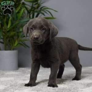 Callie, Charcoal Labrador Retriever Puppy